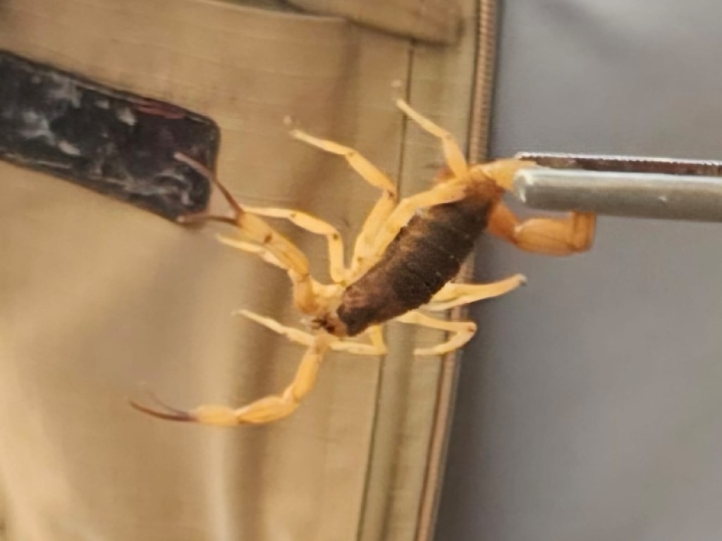 Prefeitura de Sinop registra infestação de escorpiões e orienta sobre cuidados com manejo