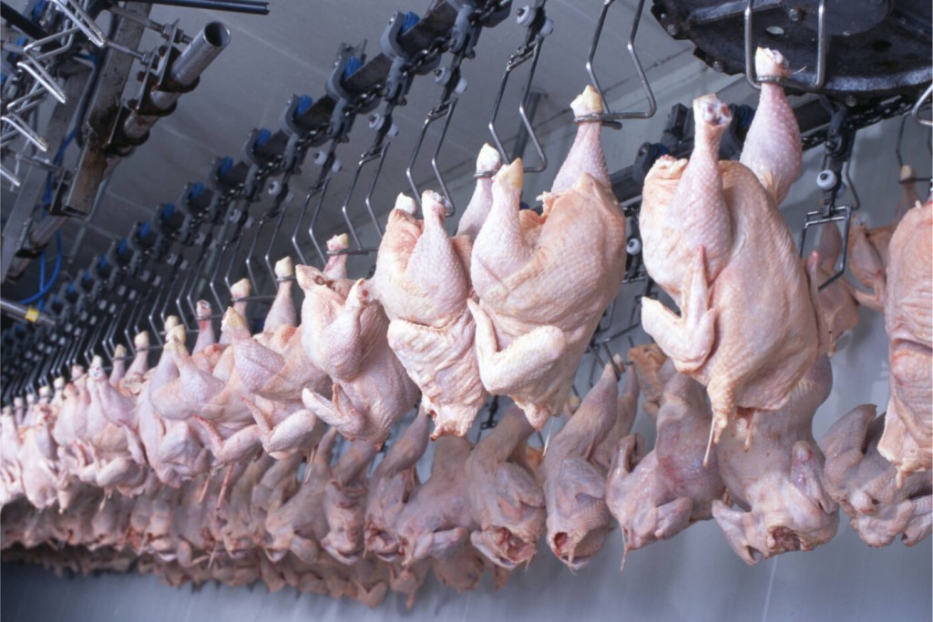 Frango brasileiro recupera mercados e exportações crescem 29,9%