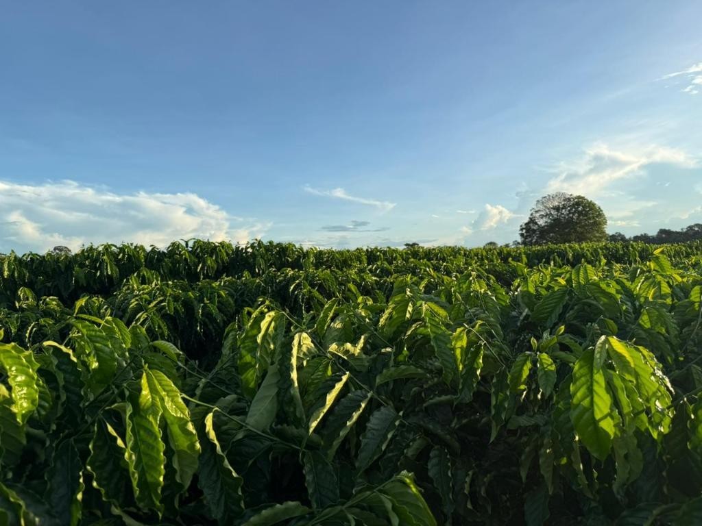 Seaf fortalece Rota do Café, impulsiona nova fronteira produtiva e reposiciona Mato Grosso no cenário nacional da cafeicultura