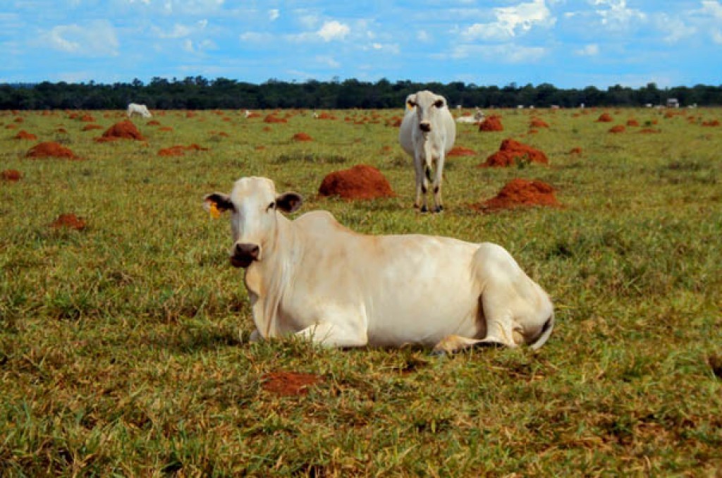 Pragas avançam nas pastagens e ameaçam produtividade nacional