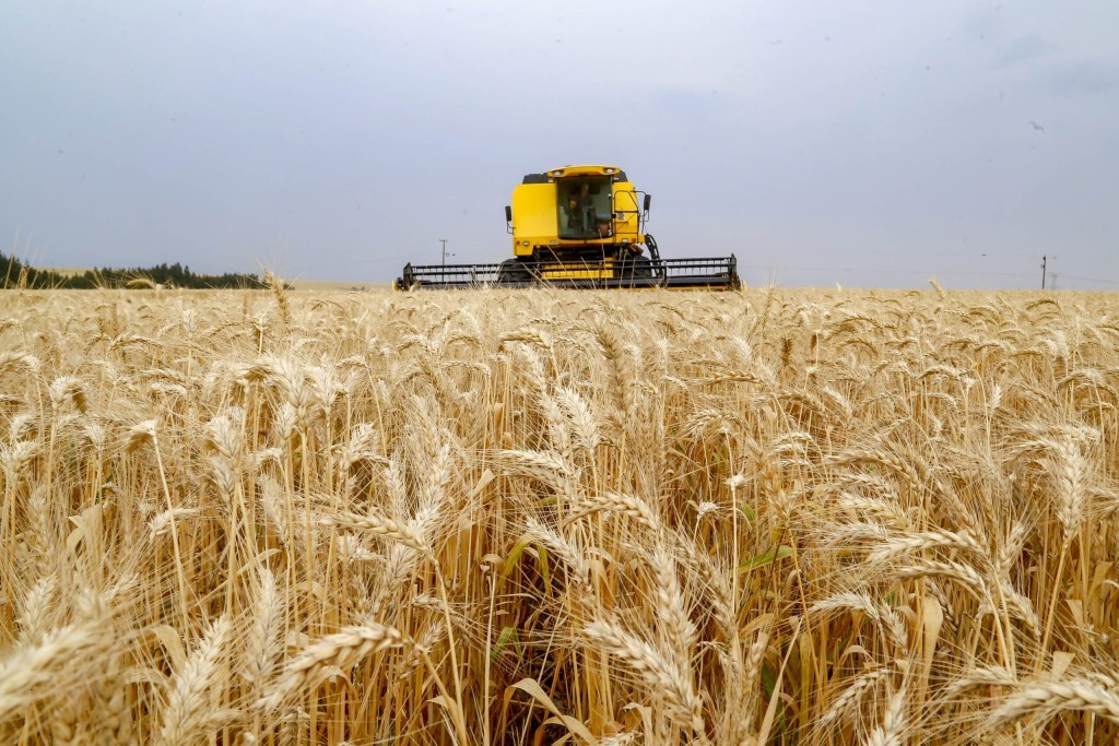 Cenário de oferta enxuta valoriza o trigo e impulsiona uso de tecnologia