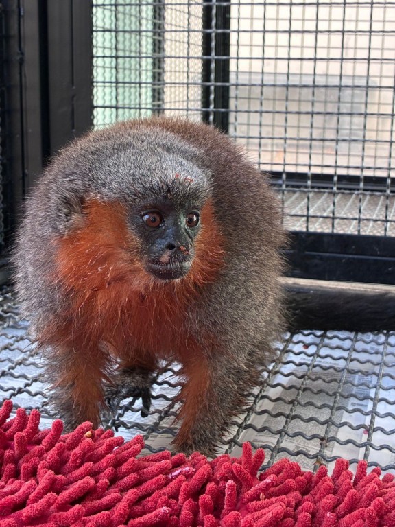 Macacos zogue-zogue recebem tratamento médico e são devolvidos à natureza em Alta Floresta