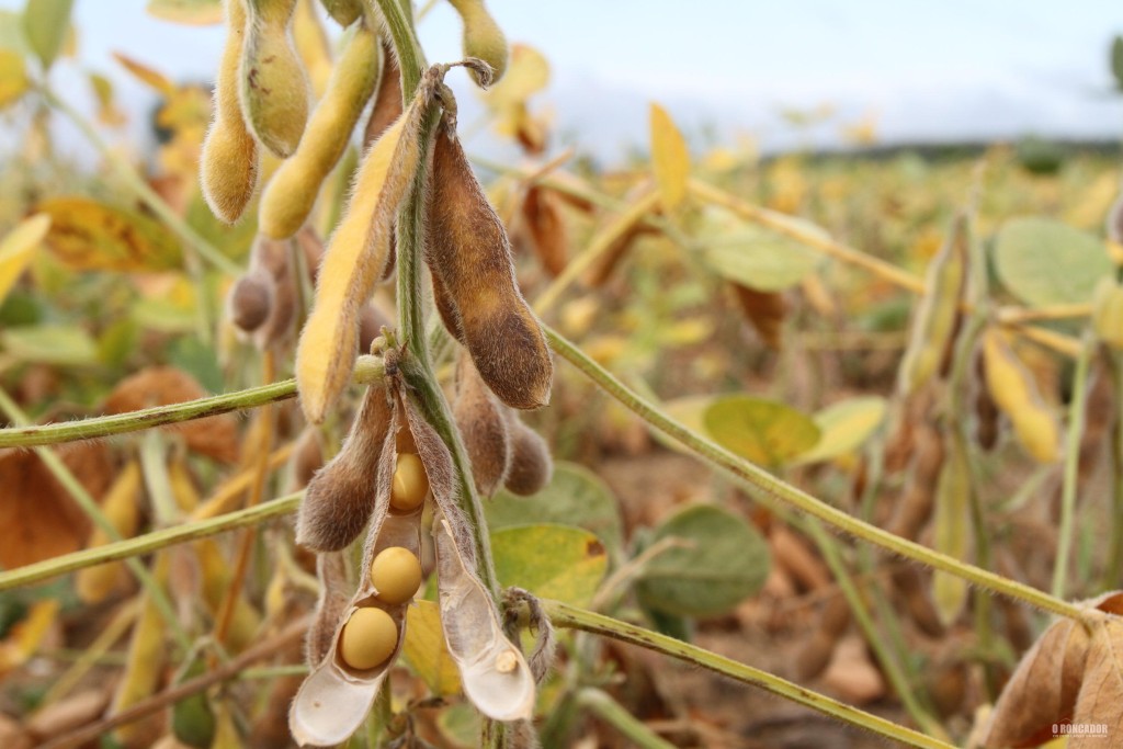 Colheita da soja em Nova Xavantina ainda não começou por causa das chuvas