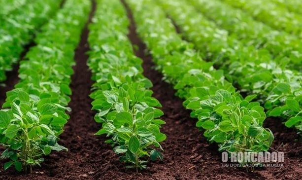 Querência se prepara para a colheita da soja e espera boa produtividade