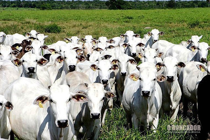 Em 2019, Médio Araguaia enviou mais de 350 mil bovinos para o abate