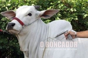 Regional do Indea de Àgua Boa apresenta balanço da vacinação contra Febre Aftosa