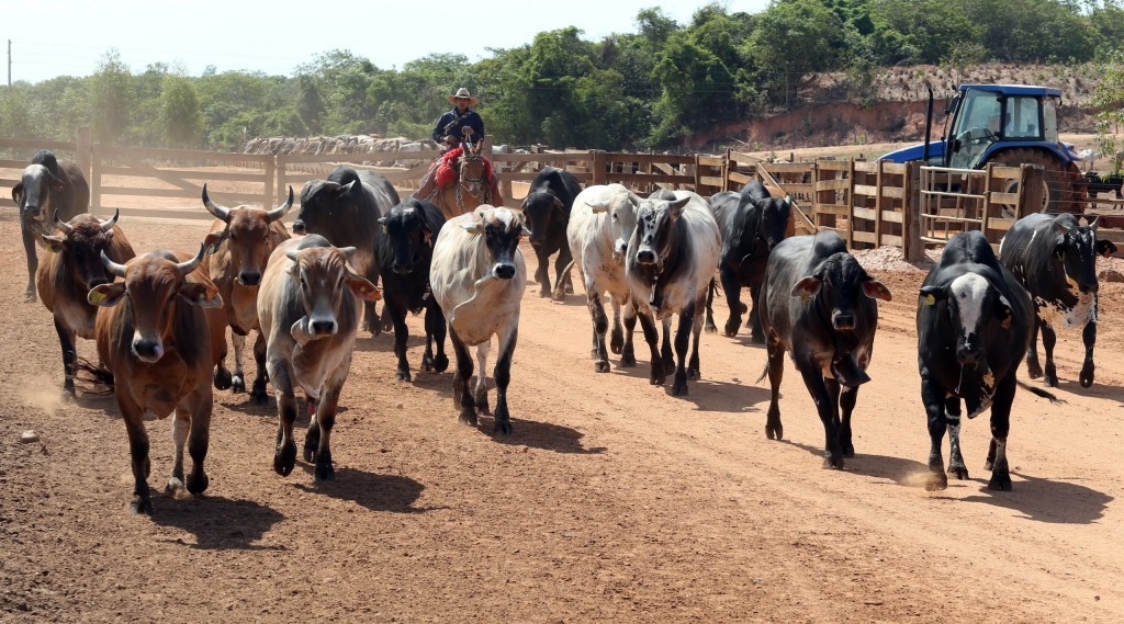 Atenção para a declaração de rebanho obrigatória