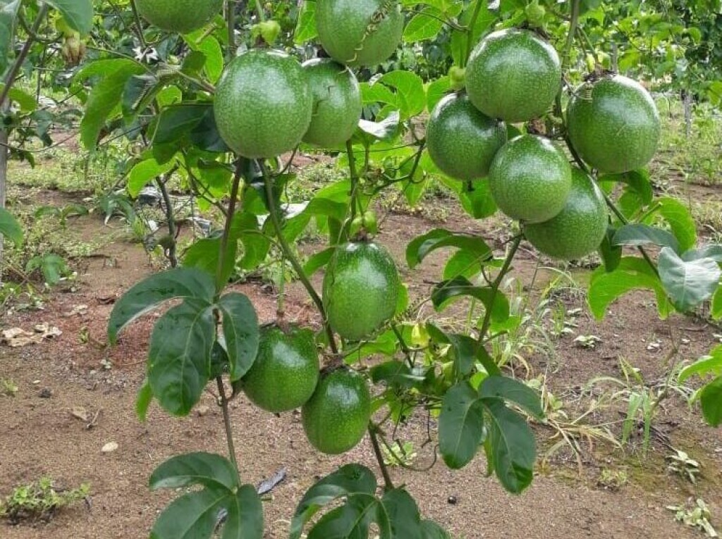 Pesquisa da Unemat em Tangará da Serra desenvolve maracujá adaptado ao clima de Mato Grosso