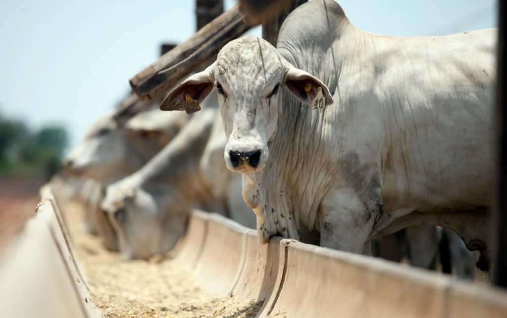 Uso de antibióticos para ganho de peso é proibido na produção animal