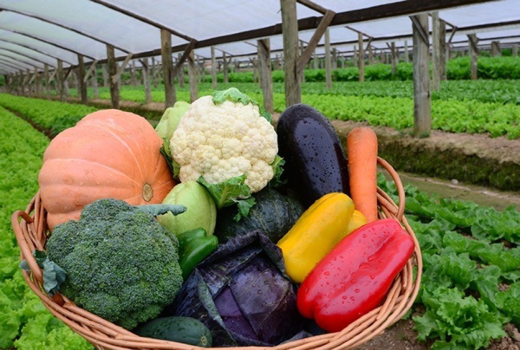 Congresso reúne pesquisadores para discutir avanços da agricultura orgânica