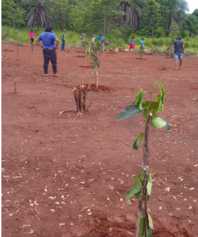 Projeto Rio Limpo Rio Lindo planta pomar de 1,5 ha na Aldeia Mutum e retira 500 kg de lixo urbano do Rio das Mortes