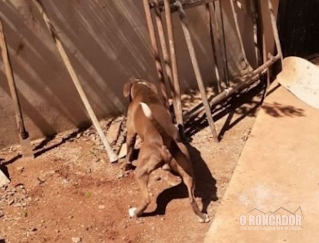 Campo Novo do Parecis – Cachorro salva menina de 12 anos de ataque de cobra
