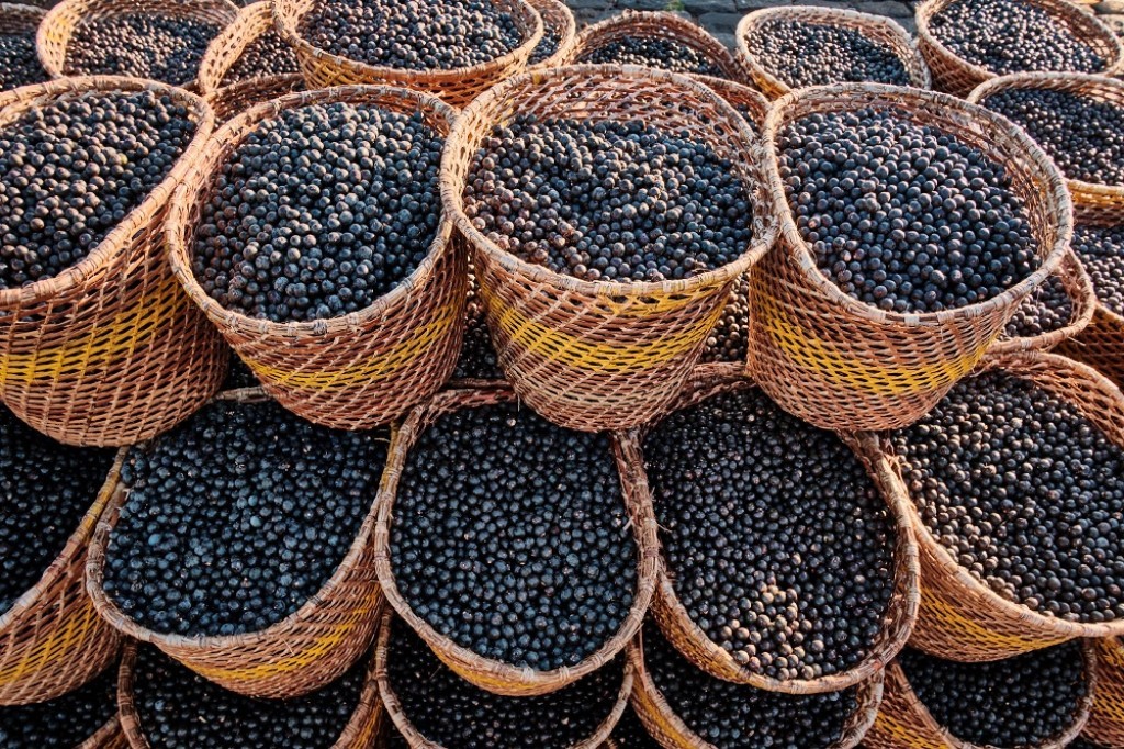 Pesquisa transformou o caroço de açaí em nanofertilizante