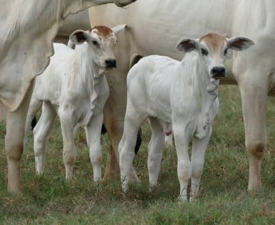 Bicheira ameaça bezerros e causa R$ 1,8 bilhão de prejuízo
