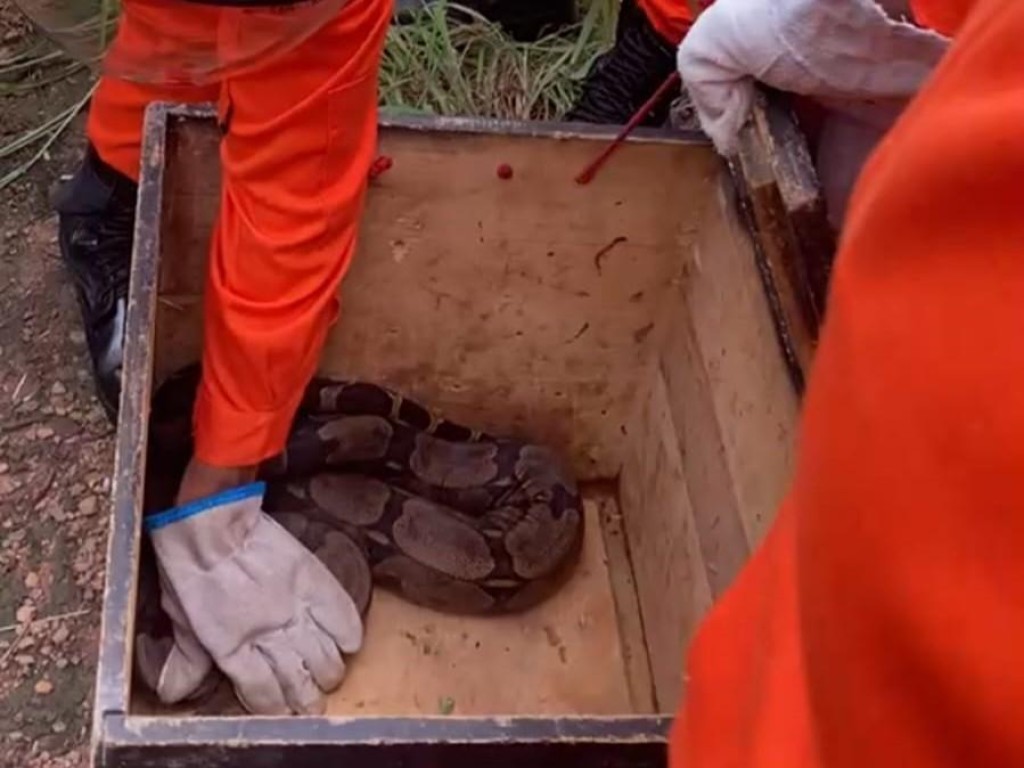 Corpo de Bombeiros realiza o resgate de duas cobras jiboia em diferentes municípios