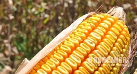 Nova Xavantina avança na colheita do milho safrinha e produtores se animam com produtividade e preços de venda