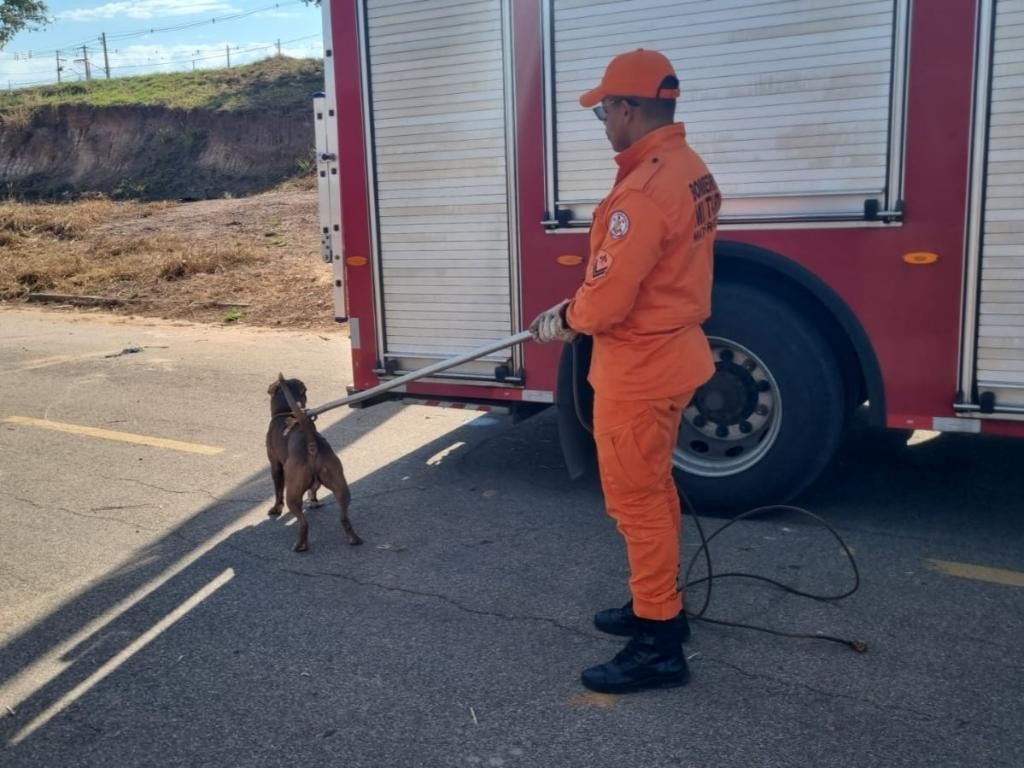 Bombeiros militares capturam cachorro pitbull que estava solto em via pública