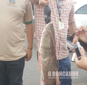 Denúncia de tráfico termina em apreensão de pescado em Barra do Garças
