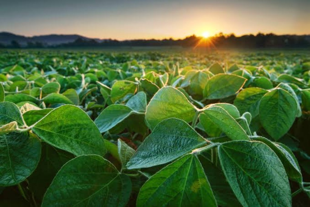 Soja expande 175 mil hectares na safra 25/26 e milho cresce na esteira do etanol