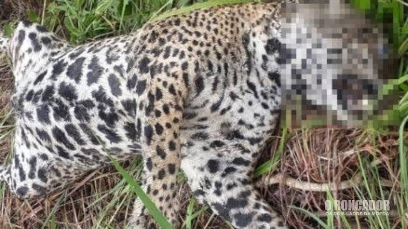 Onça é encontrada com tiro na cabeça dentro de reserva ambiental em Barão de Melgado-MT
