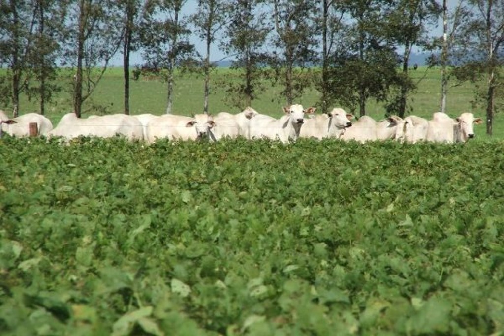 Soja e pecuária sustentam VBP de R$ 1,4 trilhão em 2026