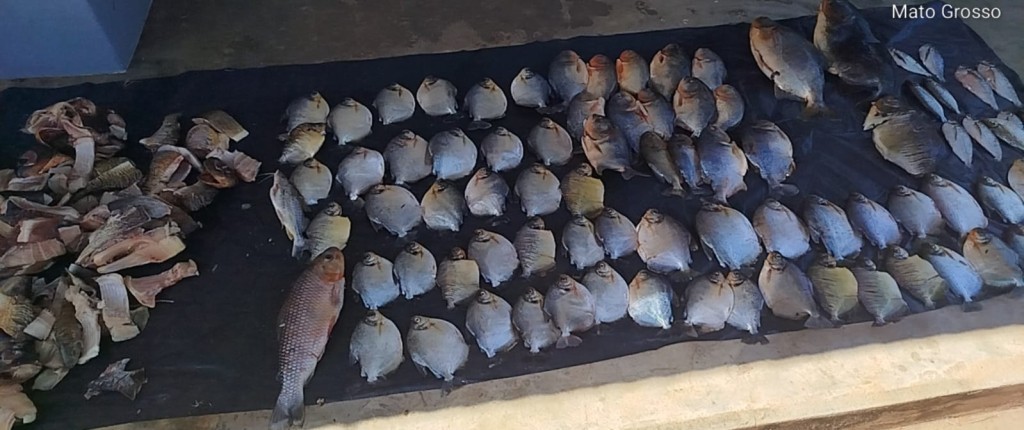 Ações da Sema contra pesca ilegal apreendem mais de 60 kg de pescado