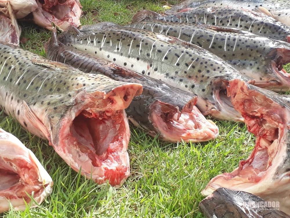 Agenciador de pescado ilegal é preso com 370 kg de pintado capturado no Pantanal de MT
