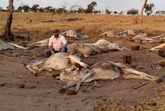 Cerca de 100 cabeças de gado morrem após frio de 9°C em MT