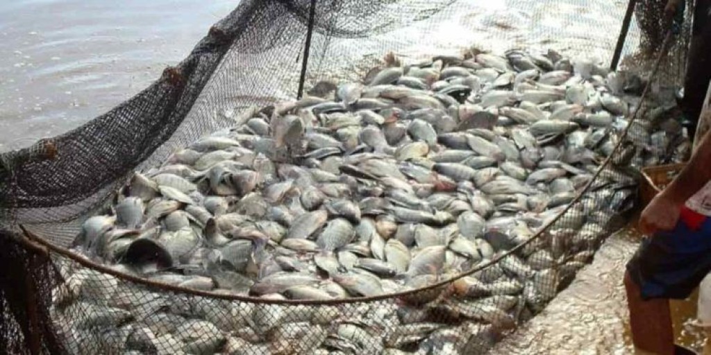 Produção anual passa a definir licença para criação de peixes